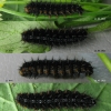 iss lathonia larva5 volg1